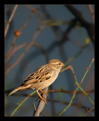 House Sparrow