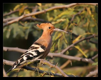 Hoopoe 02