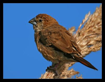 Indian Silverbill 02