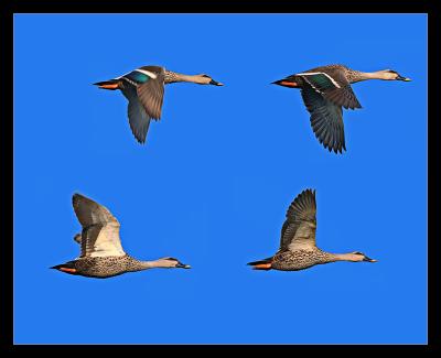 Flying Spot Billed Ducks