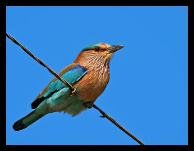 Indian Roller