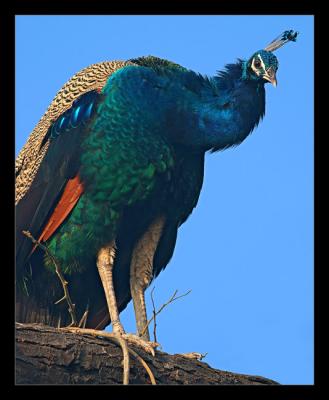 Peafowl