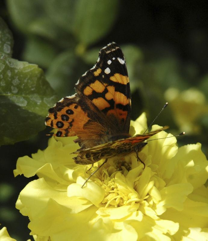 ISU campus butterfly DSC_0068.jpg