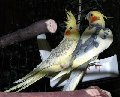 Sharon and Kays Cockatiel Parents DSC_0020.jpg