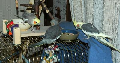 Jake coming in to join two female cockatiels for the first time DSC_0147