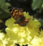 ISU butterfly DSC_0067.jpg