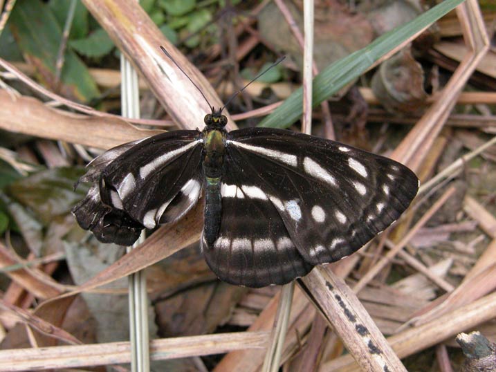 Neptis hylas.jpg