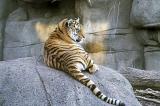 Amur  Tiger s.jpg
