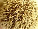 Hedgewig Quills