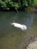 277 Eva making a perfect belly flop.