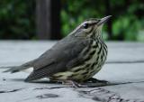 Northern Waterthrush