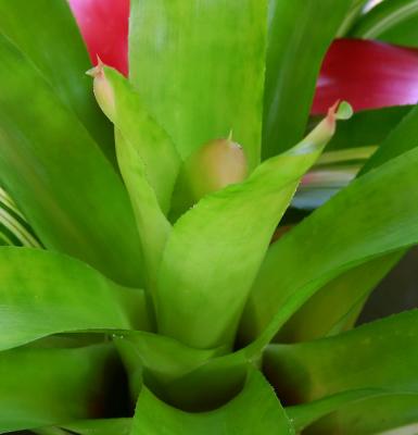 Bromiliad 72 00056.jpg