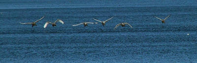 Six swans flying.jpg