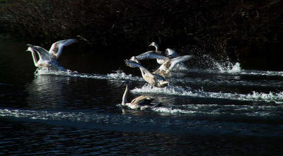 Landing Swans.jpg