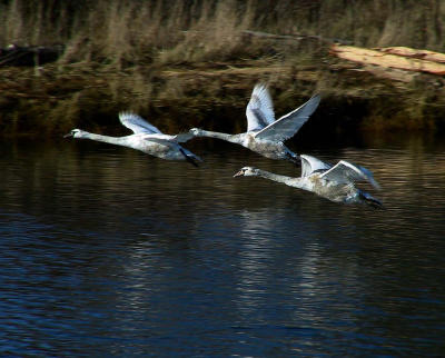 Swans In Flight.jpg