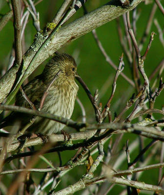 Female Finch.jpg