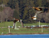 American Wigeons in Flight.jpg