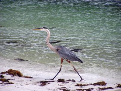 u6/wpatterson/medium/35235467.Destin200314.jpg
