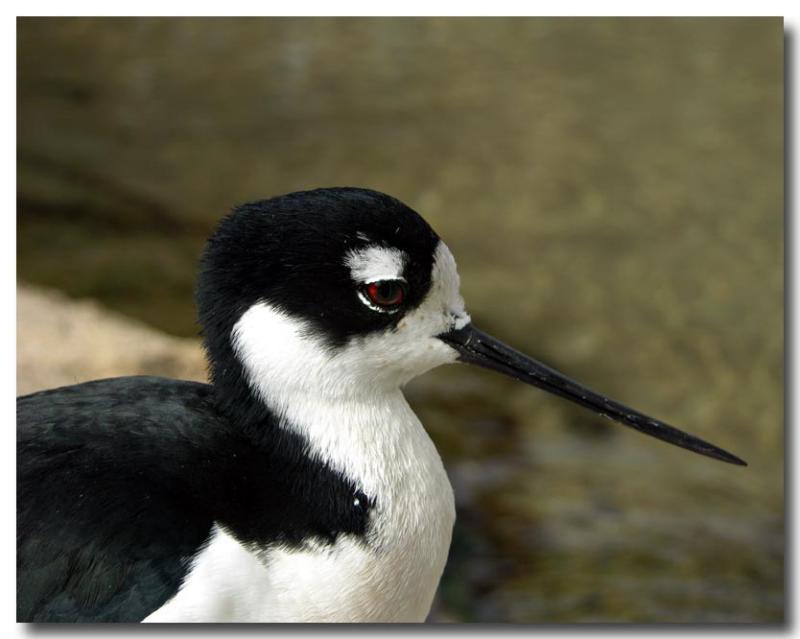 Black Necked Stilt