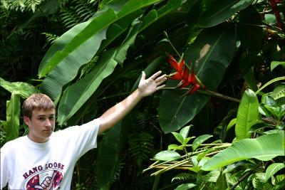 Heliconias