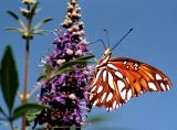 Gulf Fritillary (Agraulis vanillae)