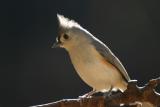 tufted titmouse.JPG