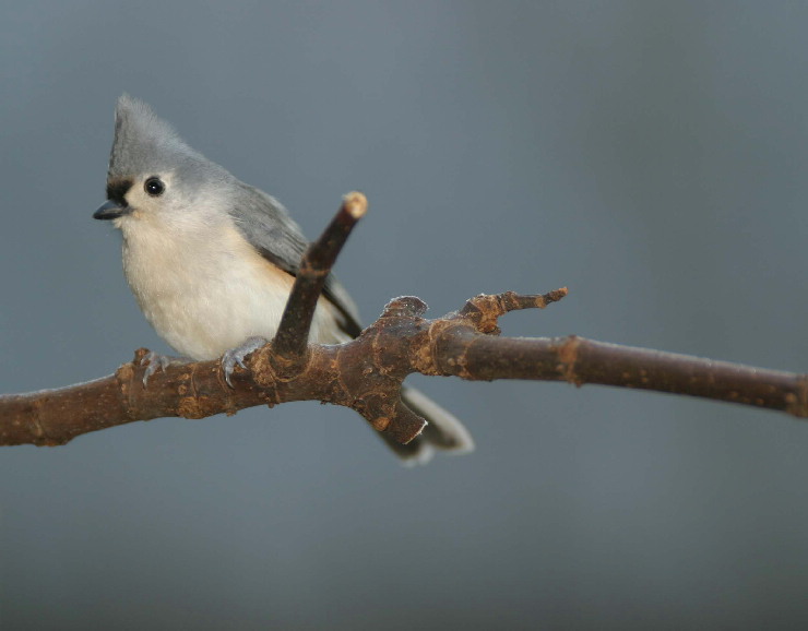 titmouse.JPG