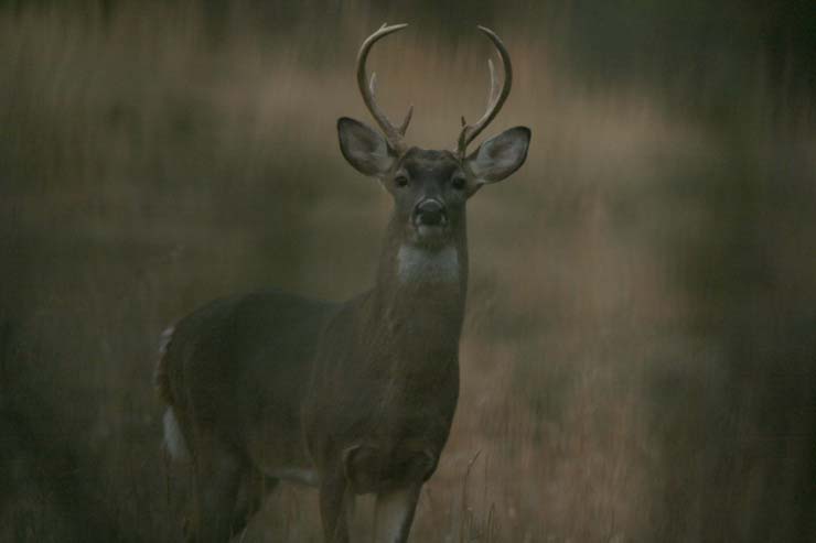 buck at 100 ft.JPG