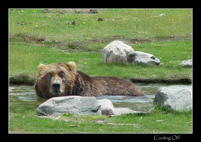8-04coolingoffgriz2.jpg
