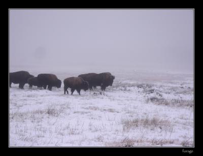 u6/yllstonewolf/medium/37740007.1104forage.jpg