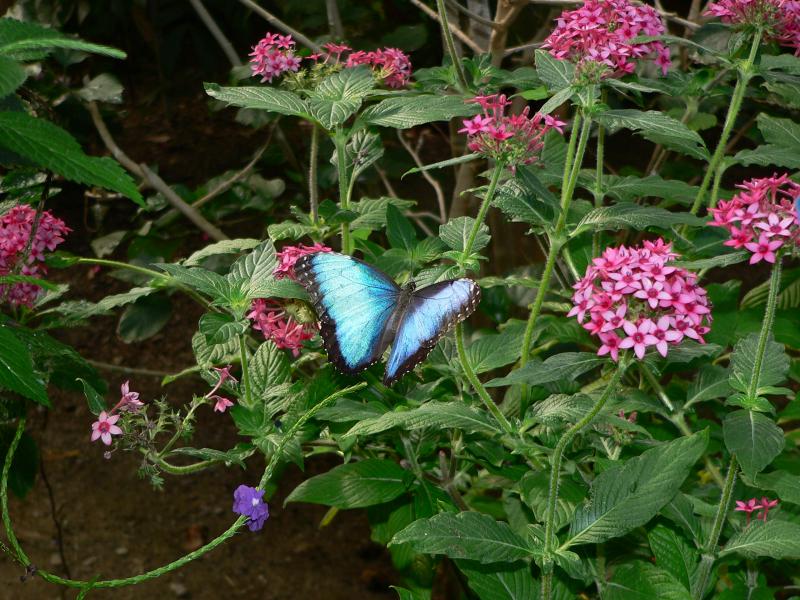 Blue Morpho - top