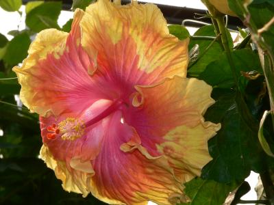 u7/10kzoomfz/medium/41105478.05_0226_aabbSpotH29.jpg