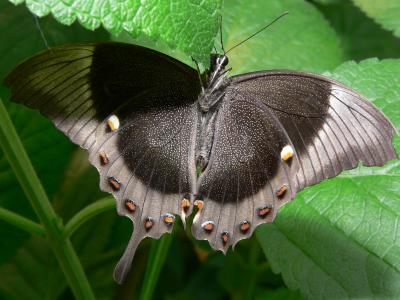 Emerald Swallowtail - under