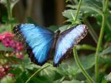 Blue Morpho - top