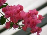 Bougainvillea