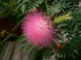 Calliandra haematocephala