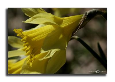 Narcissus032405 March 24