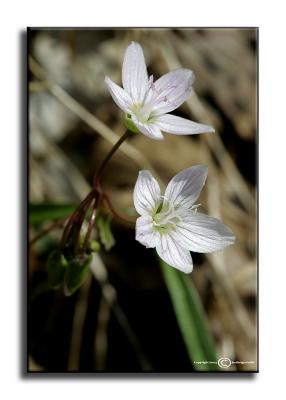 Spring Beauty (Claytonia virginica) March 25