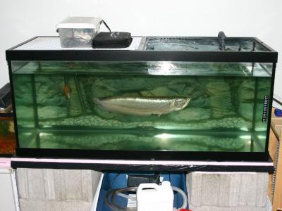 Fish Tank setup