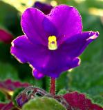 violet backlight