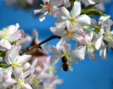 bee ing there