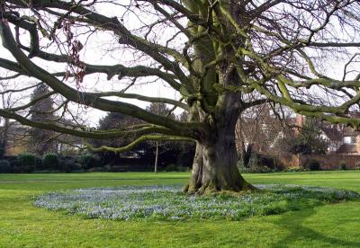 Bluebells, Tewksbury