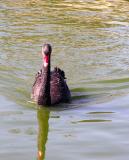 Black Swan, Warminster