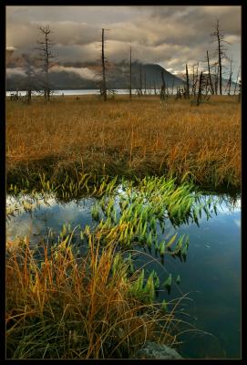 Pond_Reflections