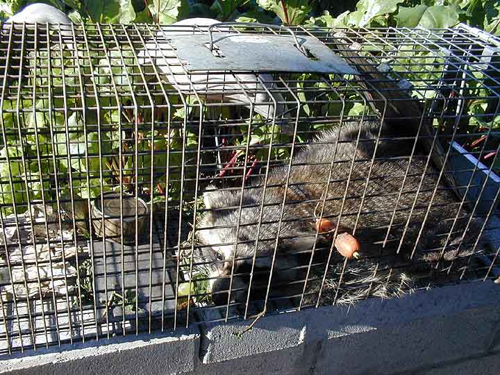 Joes caught Racoon, later released.