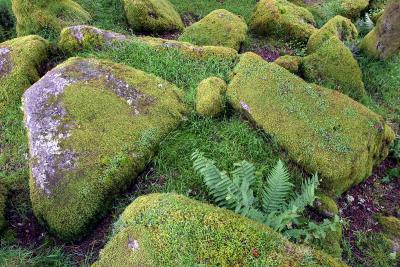 Wistman's Wood 1
