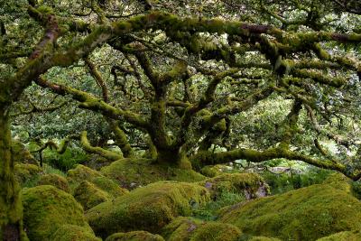 Wistman's Wood 2
