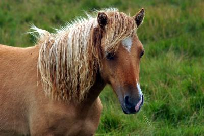 Pony