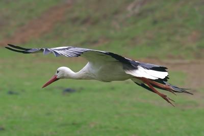 birds_park