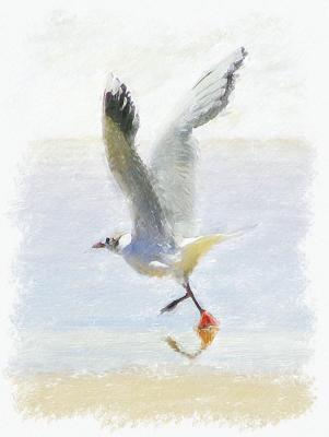 u7/arenared986/medium/41260095.Cloneof2005_03_23_gull.jpg